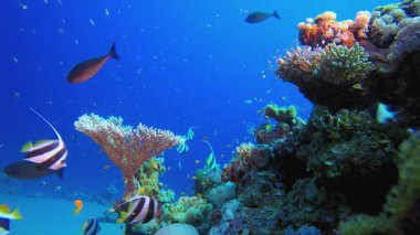 Renkli mercanlar ve balıklar. Tropik sualtı balığı. Su altı balık resifi denizcisi. Yumuşak ve sert mercanlar. Su altı balık bahçesi resifi. Mercan bahçesi deniz manzarası.
