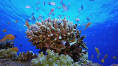 Renkli Balık ve Sert Mercan. Tropik sualtı balığı. Su altı balık resifi denizcisi. Yumuşak ve sert mercanlar. Su altı balık bahçesi resifi. Mercan bahçesi deniz manzarası.