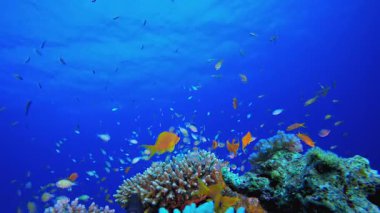 Renkli Tropikal Mercan Resifleri. Tropik sualtı balığı. Su altı balık resifi denizcisi. Yumuşak ve sert mercanlar. Su altı balık bahçesi resifi. Mercan bahçesi deniz manzarası.
