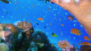 Renkli Tropikal Mercan Resifleri. Tropik sualtı balığı. Su altı balık resifi denizcisi. Yumuşak ve sert mercanlar. Su altı balık bahçesi resifi. Mercan bahçesi deniz manzarası.