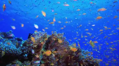 Renkli Tropikal Mercan Resifleri. Tropik sualtı balığı. Su altı balık resifi denizcisi. Yumuşak ve sert mercanlar. Su altı balık bahçesi resifi. Mercan bahçesi deniz manzarası.