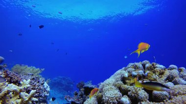 Renkli Tropikal Balık ve Mercanlar. Tropik sualtı balığı. Su altı balık resifi denizcisi. Yumuşak ve sert mercanlar. Su altı balık bahçesi resifi. Mercan bahçesi deniz manzarası.