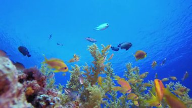 Renkli Tropikal Balık ve Mercanlar. Tropik sualtı balığı. Su altı balık resifi denizcisi. Yumuşak ve sert mercanlar. Su altı balık bahçesi resifi. Mercan bahçesi deniz manzarası.