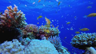 Renkli Tropikal Balık ve Mercanlar. Tropik sualtı balığı. Su altı balık resifi denizcisi. Yumuşak ve sert mercanlar. Su altı balık bahçesi resifi. Mercan bahçesi deniz manzarası.
