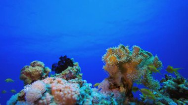 Renkli Tropikal Resif Sahnesi. Tropik sualtı balığı. Su altı balık resifi denizcisi. Yumuşak ve sert mercanlar. Su altı balık bahçesi resifi. Mercan bahçesi deniz manzarası.