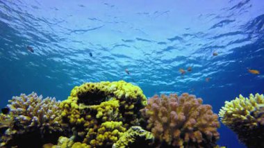 Renkli Tropikal Resif Sahnesi. Tropik sualtı balığı. Su altı balık resifi denizcisi. Yumuşak ve sert mercanlar. Su altı balık bahçesi resifi. Mercan bahçesi deniz manzarası.