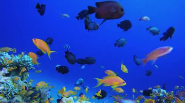 Renkli Su altı Resifi. Tropik sualtı balığı. Su altı balık resifi denizcisi. Yumuşak ve sert mercanlar. Su altı balık bahçesi resifi. Mercan bahçesi deniz manzarası.