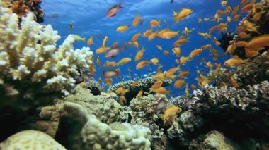 Renkli Su altı Resifi. Tropik sualtı balığı. Su altı balık resifi denizcisi. Yumuşak ve sert mercanlar. Su altı balık bahçesi resifi. Mercan bahçesi deniz manzarası.