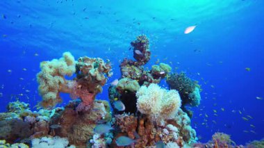 Renkli Su altı Resifi. Tropik sualtı balığı. Su altı balık resifi denizcisi. Yumuşak ve sert mercanlar. Su altı balık bahçesi resifi. Mercan bahçesi deniz manzarası.