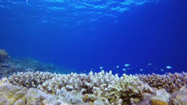 Renkli Su altı Resifi. Tropik sualtı balığı. Su altı balık resifi denizcisi. Yumuşak ve sert mercanlar. Su altı balık bahçesi resifi. Mercan bahçesi deniz manzarası.