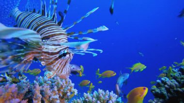 Coral Garden ve Lion-fish. Tropik sualtı balığı. Su altı balık resifi denizcisi. Yumuşak ve sert mercanlar. Su altı balık bahçesi resifi. Mercan bahçesi deniz manzarası.