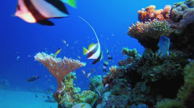 Mercan Bahçesi Balık Sahnesi. Tropik sualtı balığı. Su altı balık resifi denizcisi. Yumuşak ve sert mercanlar. Su altı balık bahçesi resifi. Mercan bahçesi deniz manzarası.
