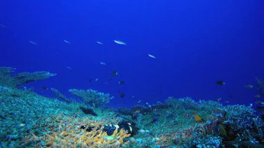 Mercan Bahçesi Balık Sahnesi. Tropik sualtı balığı. Su altı balık resifi denizcisi. Yumuşak ve sert mercanlar. Su altı balık bahçesi resifi. Mercan bahçesi deniz manzarası.