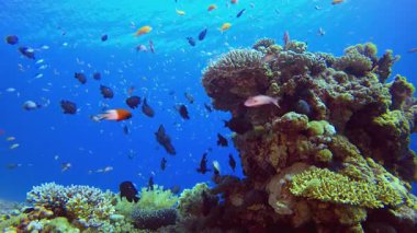 Mercan Bahçesi Balık Sahnesi. Tropik sualtı balığı. Su altı balık resifi denizcisi. Yumuşak ve sert mercanlar. Su altı balık bahçesi resifi. Mercan bahçesi deniz manzarası.