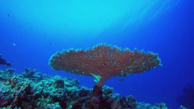 Coral Garden sert mercanları. Tropik sualtı balığı. Su altı balık resifi denizcisi. Yumuşak ve sert mercanlar. Su altı balık bahçesi resifi. Mercan bahçesi deniz manzarası.