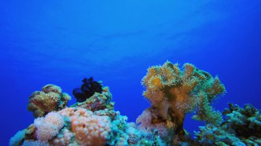 Mercan Bahçesi Deniz Hayatı. Tropik sualtı balığı. Su altı balık resifi denizcisi. Yumuşak ve sert mercanlar. Su altı balık bahçesi resifi. Mercan bahçesi deniz manzarası.