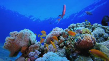 Mercan Bahçesi Deniz Yaşamı Deniz Burnu. Tropik sualtı balığı. Su altı balık resifi denizcisi. Yumuşak ve sert mercanlar. Su altı balık bahçesi resifi. Mercan bahçesi deniz manzarası.