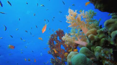 Mercan Bahçesi Deniz Yaşamı Deniz Burnu. Tropik sualtı balığı. Su altı balık resifi denizcisi. Yumuşak ve sert mercanlar. Su altı balık bahçesi resifi. Mercan bahçesi deniz manzarası.
