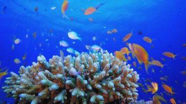 Coral Garden Portakal Mavisi Balığı. Tropik sualtı balığı. Su altı balık resifi denizcisi. Yumuşak ve sert mercanlar. Su altı balık bahçesi resifi. Mercan bahçesi deniz manzarası.