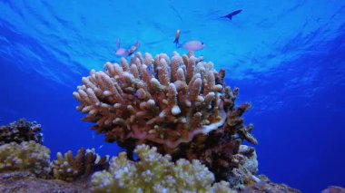 Coral Garden Portakal Mavisi Balığı. Tropik sualtı balığı. Su altı balık resifi denizcisi. Yumuşak ve sert mercanlar. Su altı balık bahçesi resifi. Mercan bahçesi deniz manzarası.