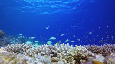 Coral Garden Portakal Mavisi Balığı. Tropik sualtı balığı. Su altı balık resifi denizcisi. Yumuşak ve sert mercanlar. Su altı balık bahçesi resifi. Mercan bahçesi deniz manzarası.