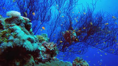 Mercan Bahçesi Siyah Mercanlar Altında. Tropik sualtı balığı. Su altı balık resifi denizcisi. Yumuşak ve sert mercanlar. Su altı balık bahçesi resifi. Mercan bahçesi deniz manzarası.