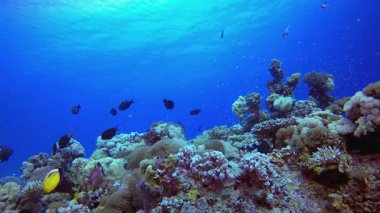 Mercan Bahçesi Su Altında Yaşam. Tropik sualtı balığı. Su altı balık resifi denizcisi. Yumuşak ve sert mercanlar. Su altı balık bahçesi resifi. Mercan bahçesi deniz manzarası.