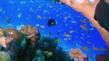 Mercan Bahçesi Canlı Balığı. Tropik sualtı balığı. Su altı balık resifi denizcisi. Yumuşak ve sert mercanlar. Su altı balık bahçesi resifi. Mercan bahçesi deniz manzarası.