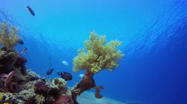 Mercan Bahçesi Canlı Balığı. Tropik sualtı balığı. Su altı balık resifi denizcisi. Yumuşak ve sert mercanlar. Su altı balık bahçesi resifi. Mercan bahçesi deniz manzarası.
