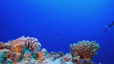 Mercan Bahçesi Canlı Balığı. Tropik sualtı balığı. Su altı balık resifi denizcisi. Yumuşak ve sert mercanlar. Su altı balık bahçesi resifi. Mercan bahçesi deniz manzarası.