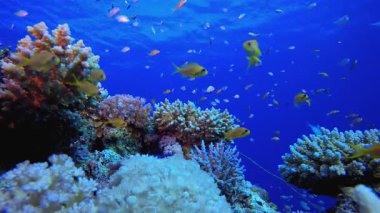 Mercan Bahçesi Canlı Balığı. Tropik sualtı balığı. Su altı balık resifi denizcisi. Yumuşak ve sert mercanlar. Su altı balık bahçesi resifi. Mercan bahçesi deniz manzarası.