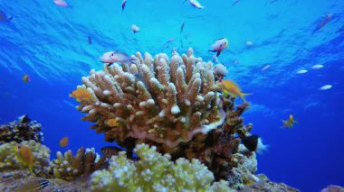 Mercan Kayalıkları ve Balıklar. Tropik sualtı balığı. Su altı balık resifi denizcisi. Yumuşak ve sert mercanlar. Su altı balık bahçesi resifi. Mercan bahçesi deniz manzarası.