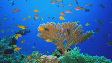 Mercan Kayalıkları ve Su Altında Balıklar. Tropik sualtı balığı. Su altı balık resifi denizcisi. Yumuşak ve sert mercanlar. Su altı balık bahçesi resifi. Mercan bahçesi deniz manzarası.