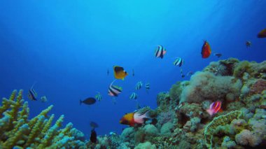 Mercan Kayalıkları ve Su Altında Balıklar. Tropik sualtı balığı. Su altı balık resifi denizcisi. Yumuşak ve sert mercanlar. Su altı balık bahçesi resifi. Mercan bahçesi deniz manzarası.