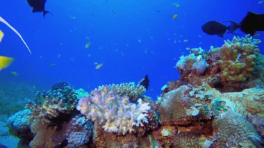 Mercan resifi ve Tropikal Balık. Tropik sualtı balığı. Su altı balık resifi denizcisi. Yumuşak ve sert mercanlar. Su altı balık bahçesi resifi. Mercan bahçesi deniz manzarası.