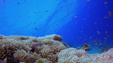 Mercan kayalıkları ve sualtındaki tropik balıklar. Tropik sualtı balığı. Su altı balık resifi denizcisi. Yumuşak ve sert mercanlar. Su altı balık bahçesi resifi. Mercan bahçesi deniz manzarası.