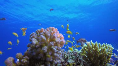Mercan resifi balığı. Tropik sualtı balığı. Su altı balık resifi denizcisi. Yumuşak ve sert mercanlar. Su altı balık bahçesi resifi. Mercan bahçesi deniz manzarası.