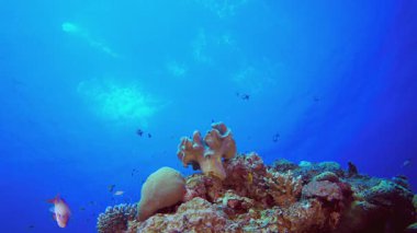 Mercan resifi balık sahnesi. Tropik sualtı balığı. Su altı balık resifi denizcisi. Yumuşak ve sert mercanlar. Su altı balık bahçesi resifi. Mercan bahçesi deniz manzarası.