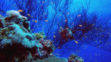 Mercan resifi balık sahnesi. Tropik sualtı balığı. Su altı balık resifi denizcisi. Yumuşak ve sert mercanlar. Su altı balık bahçesi resifi. Mercan bahçesi deniz manzarası.