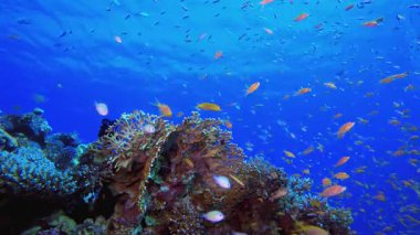 Mercan resifi balık sahnesi. Tropik sualtı balığı. Su altı balık resifi denizcisi. Yumuşak ve sert mercanlar. Su altı balık bahçesi resifi. Mercan bahçesi deniz manzarası.