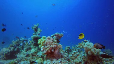 Mercan resifi sualtı balığı. Tropik sualtı balığı. Su altı balık resifi denizcisi. Yumuşak ve sert mercanlar. Su altı balık bahçesi resifi. Mercan bahçesi deniz manzarası.