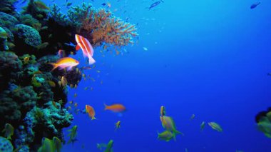 Mercan Resifi Deniz Hayatı. Mercan bahçesi balığı. Deniz dalgaları. Su altı dünyası hayatı. Tropik sualtı deniz manzarası.