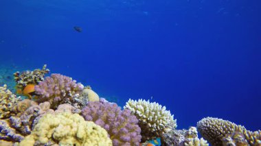 Mercan Kayalıkları Deniz Burnu. Mercan bahçesi balığı. Deniz dalgaları. Su altı dünyası hayatı. Tropik sualtı deniz manzarası.