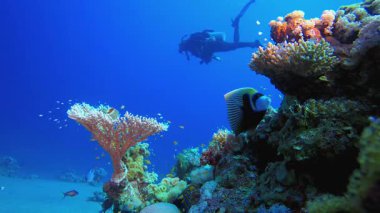Mercan resifleri sualtı dalgıcı mercan bahçesi balığı. Deniz dalgaları. Su altı dünyası hayatı. Tropik sualtı deniz manzarası.