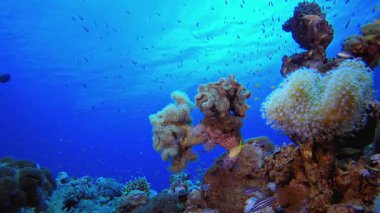 Mercanlar ve Tropikal Balık Denizi. Mercan bahçesi balığı. Deniz dalgaları. Su altı dünyası hayatı. Tropik sualtı deniz manzarası.