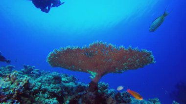 Dalgıç Denizaltı Mercan Denizi. Mercan bahçesi balığı. Deniz dalgaları. Su altı dünyası hayatı. Tropik sualtı deniz manzarası.