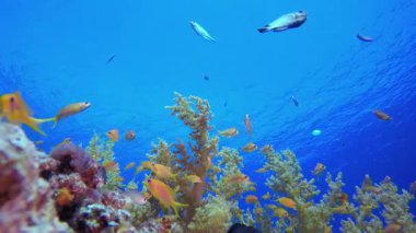 Balık Mercan Kayalıkları. Mercan bahçesi balığı. Deniz dalgaları. Su altı dünyası hayatı. Tropik sualtı deniz manzarası.