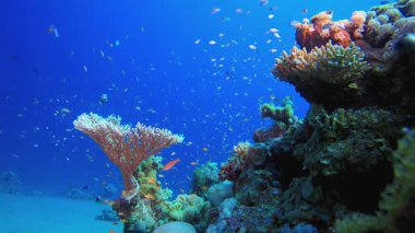 Balık Mercan Kayalıkları. Mercan bahçesi deniz manzarası. Mavi su arka planı. Mavi turkuaz deniz suyu dalgaları. Renkli tropikal mercan resifleri.