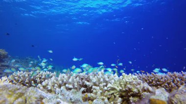 Balık Mercan Kayalıkları. Mercan bahçesi balığı. Deniz dalgaları. Su altı dünyası hayatı. Tropik sualtı deniz manzarası.