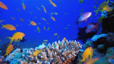 Balık Bahçe. Mercan bahçesi balığı. Deniz dalgaları. Su altı dünyası hayatı. Tropik sualtı deniz manzarası.